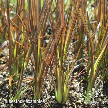 Phormium Bronze Warrior