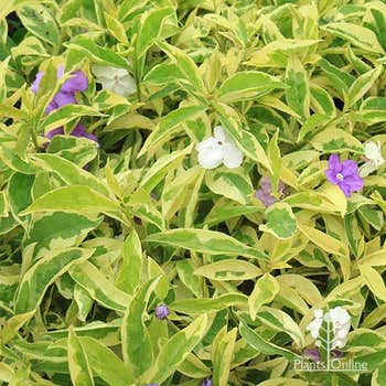 variegated brunfelsia yesterday today tomorrow