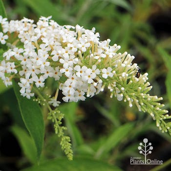 Buddleia White Bouquet