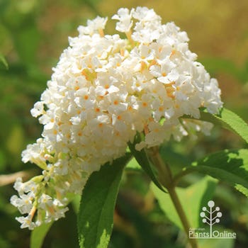 Buddleia White Profusion