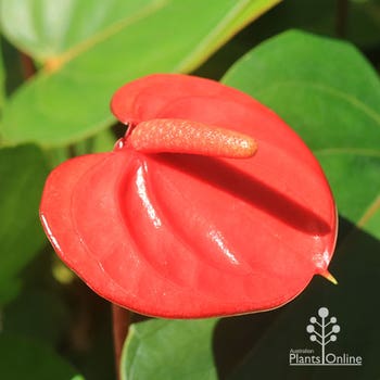 Bugatti Royale anthurium