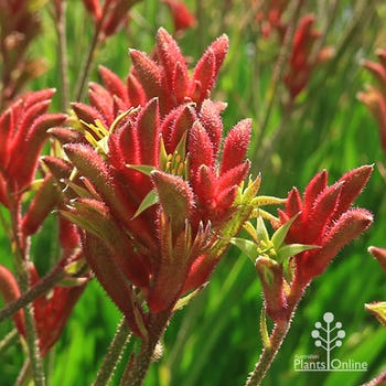 Anigozanthos Bush Ballad kangaroo paw