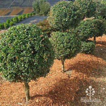 Bush Christmas lillypilly topiary trees on nursery