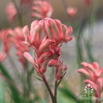 Bush Crystal pink kangaroo paw