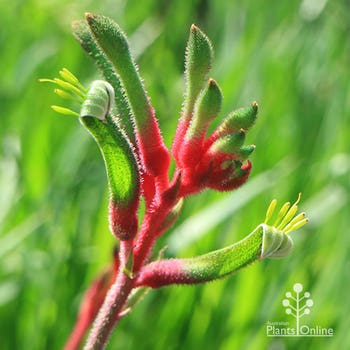 Bush Dance kangaroo paw 