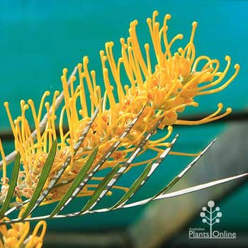Grevillea Bush Lemons - grafted