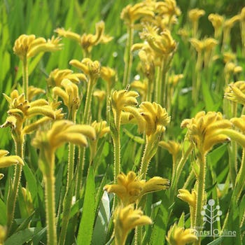 bright yellow kangaroo paw Bush Zest