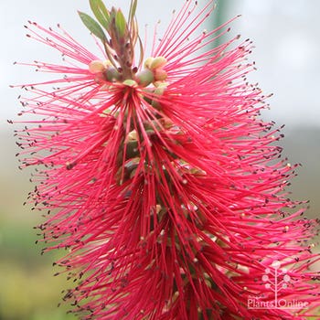 Callistemon Firebrand