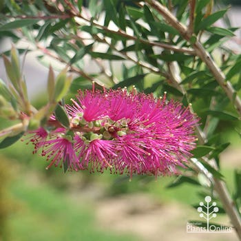 Lavender Showers bottlebrush purple leaf colour