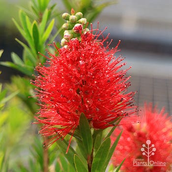 Macarthur Ozbreed bottlebrush