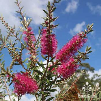 Callistemon Purple Splendens
