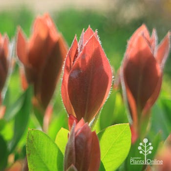 Callistemon Red Rover groundcover bottlebrush