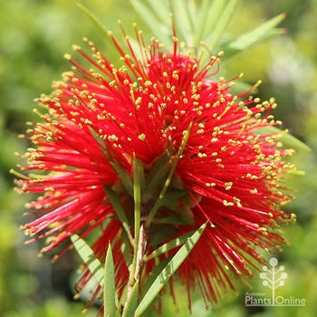 Callistemon Rocky Rambler