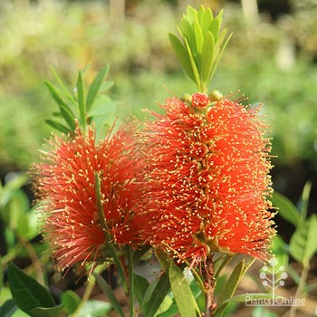 orange Callistemon Tangerine Dream flowers