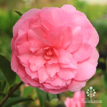 Camellia hiemalis Chansonette