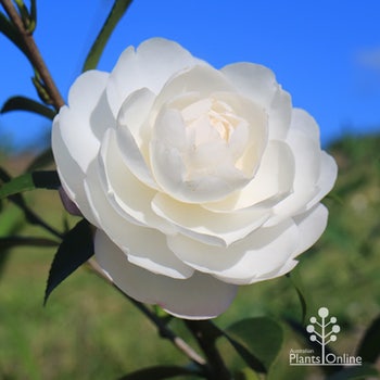 Camellia sasanqua Early Pearly flower