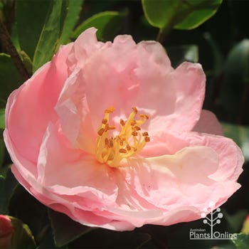 Camellia sasanqua Jean May