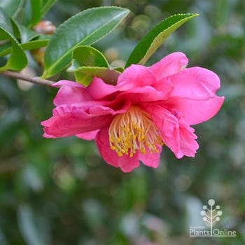 Camellia sasanqua Julie Anne