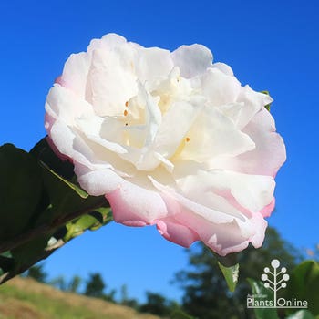 camellia Little Pearl