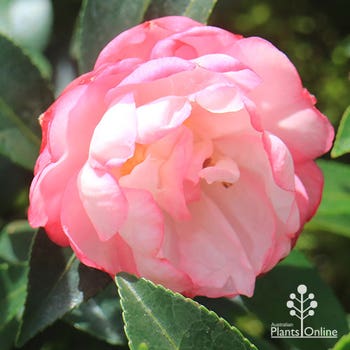 Camellia sasanqua Paradise Blush 