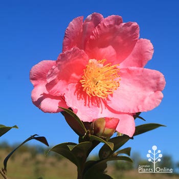camellia Paradise Glow
