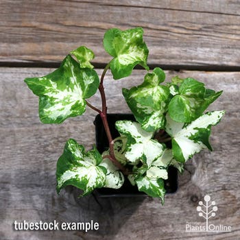 Hedera Camouflage - variegated ivy