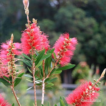 Ozbreed callistemon Candy Burst