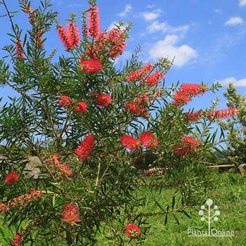 Candy Pink bottlebrush flowering
