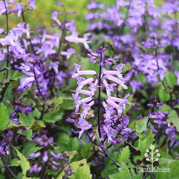 Plectranthus Cape Angel Purple