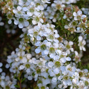 Leptospermum Cardwell