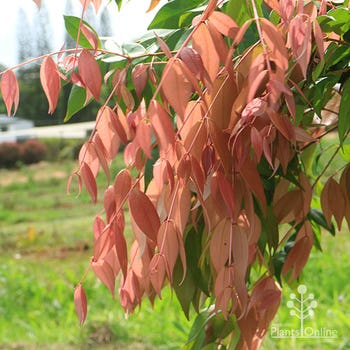Cascade lilly pilly pink foliage