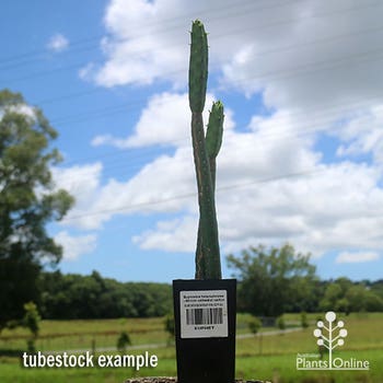Euphorbia heterochroma  - African cathedral cactus