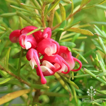 Cherry Ripe grevillea flower