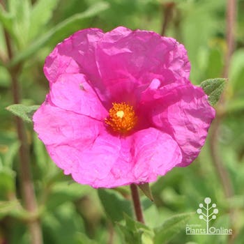 Cistus Sunset flower