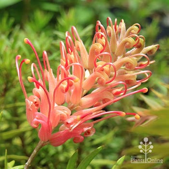 Coconut Ice grevillea