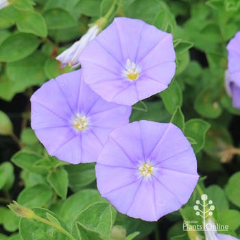 ground morning glory