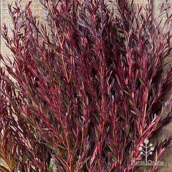 Leptospermum Copper Glow 