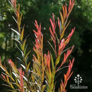 Austromyrtus Copper Tops