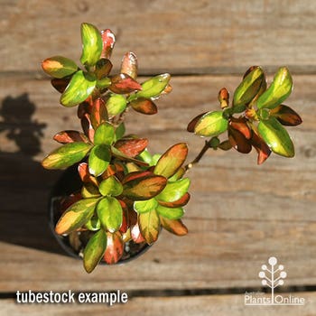 mirror bush - Coprosma Evening Glow tubestock