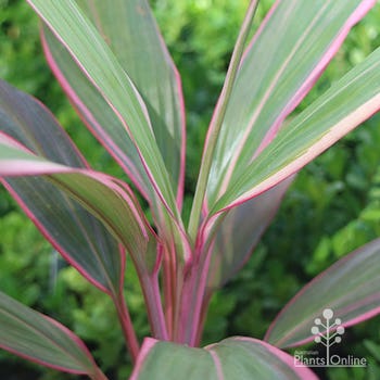 Pink Diamond cordyline