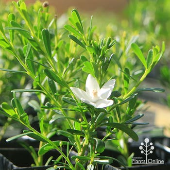 white crowea