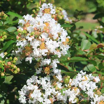 Crepe myrtle Acoma