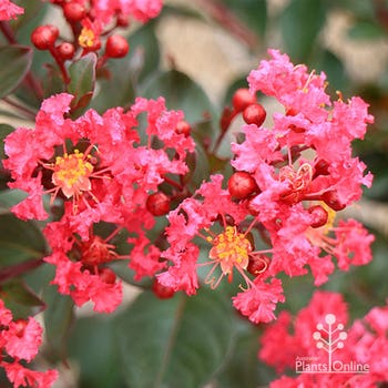 crepe myrtle canopy
