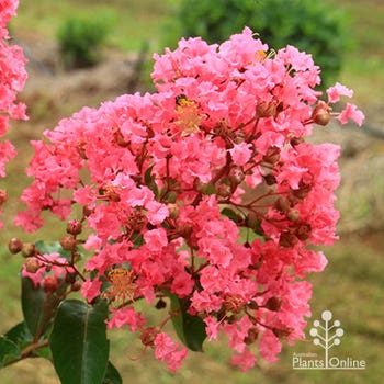 crepe myrtle Miami