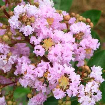 crepe myrtle Yuma