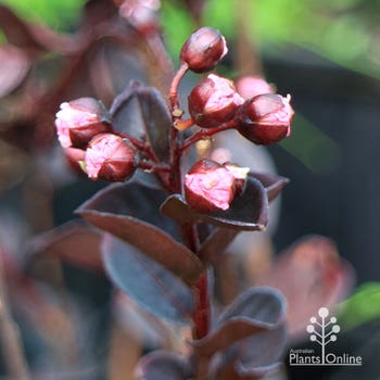 Crepe myrtle - Lagerstroemia Slender Black