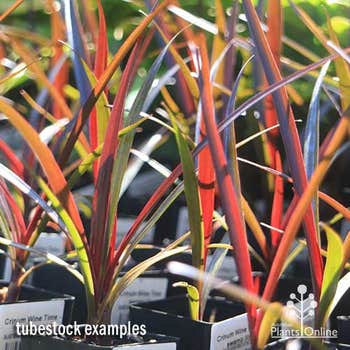 crinum wine time foliage in sunlight