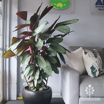 Ctenanthe Grey Star in reception