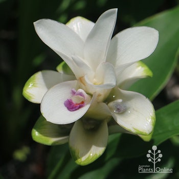 curcuma Anna Pauwlona - siam tulip