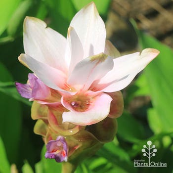 Siam Sparkling curcuma
